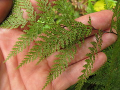 Leptolepia novae-zelandiae