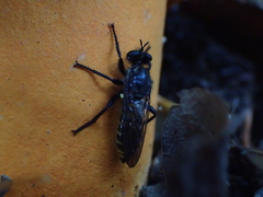 Laphria ferox