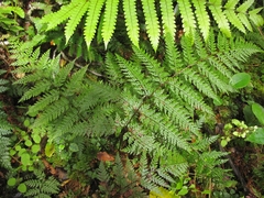 Leptolepia novae-zelandiae