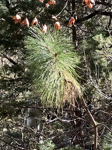 Apache pine (Pinus engelmannii)