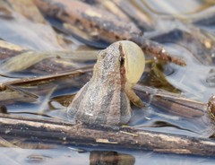 Pseudacris triseriata