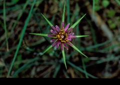 Tragopogon coelesyriacus