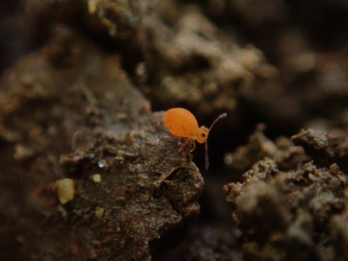 Dicyrtoma aurata