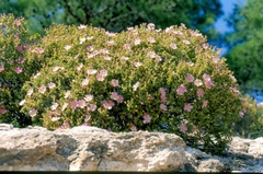 Cistus parviflorus