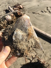 Pteria sterna