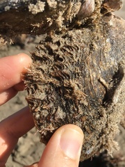 Pteria sterna