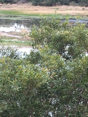 Plegadis falcinellus