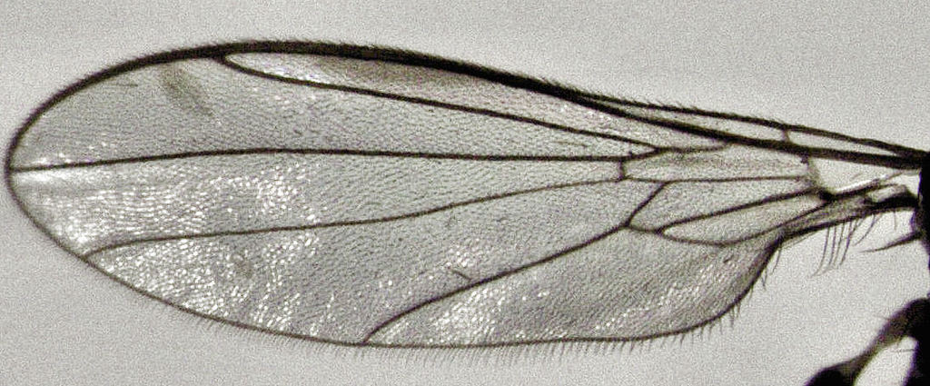 Hybomyia