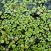 Common Duckweed - Photo (c) Eduard Garin, some rights reserved (CC BY-NC), uploaded by Eduard Garin