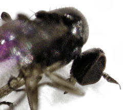 Hybomyia oliveri