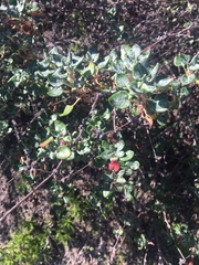 Eriogonum parvifolium