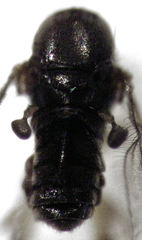Hybomyia oliveri