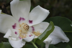 Magnolia macrophylla ashei