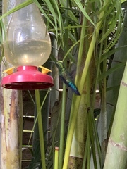 Eulampis holosericeus