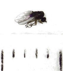 Hybomyia oliveri