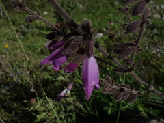 Salvia przewalskii