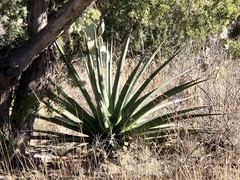 Agave palmeri
