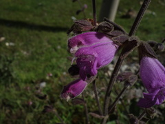 Salvia przewalskii