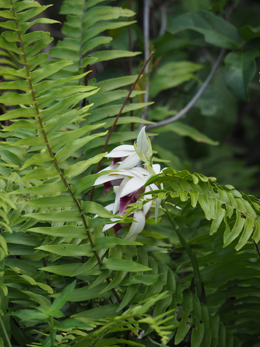 Calanthe tankervilleae