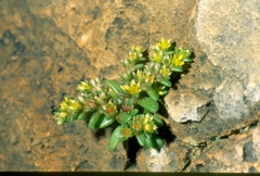 Sedum litoreum