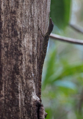 Anolis argenteolus