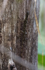 Anolis argenteolus