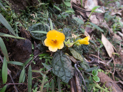 Gesneria