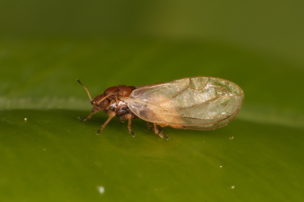 Trioza cerastii