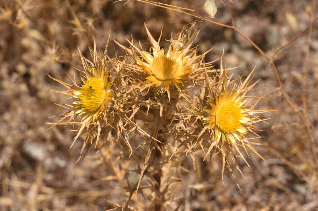 Carlina libanotica
