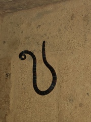 Atractus elaps