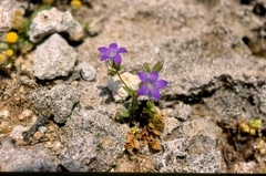 Campanula rhodensis