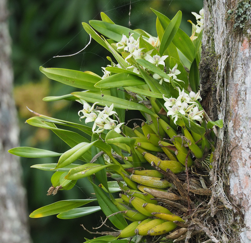 Fragrant Appendage Orchid