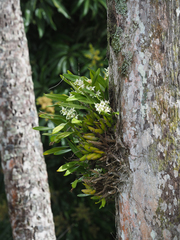 Prosthechea fragrans