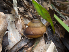 Polydontes