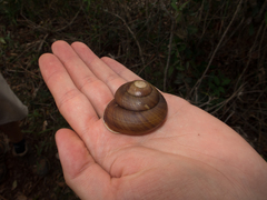 Polydontes