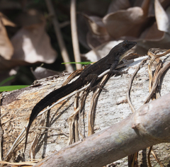 Anolis homolechis