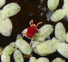 Microtrombidiidae