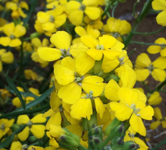 Erysimum suffrutescens