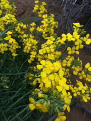 Erysimum suffrutescens