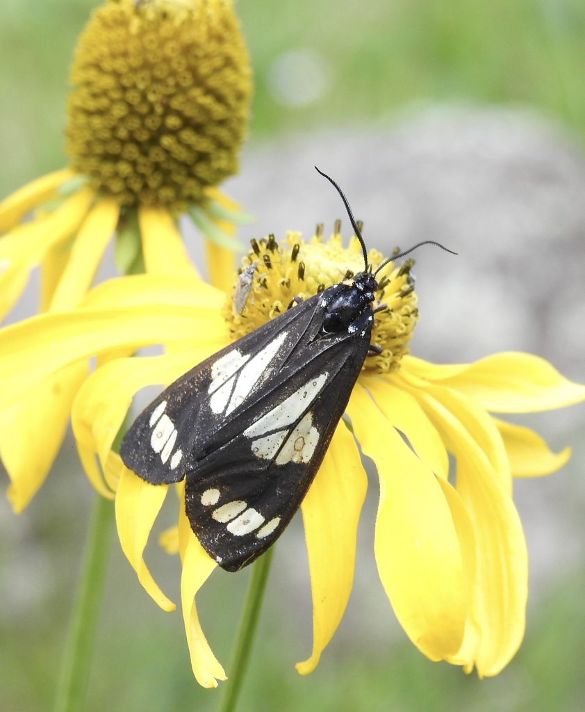 Gnophaela discreta