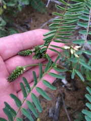 Astragalus nuttallii