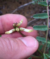 Astragalus nuttallii