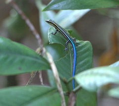Emoia caeruleocauda