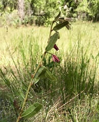 Deeringothamnus rugelii