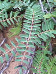 Astragalus nuttallii