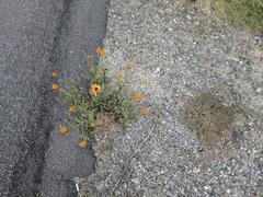 Dimorphotheca sinuata