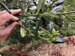 Ceanothus thyrsiflorus griseus