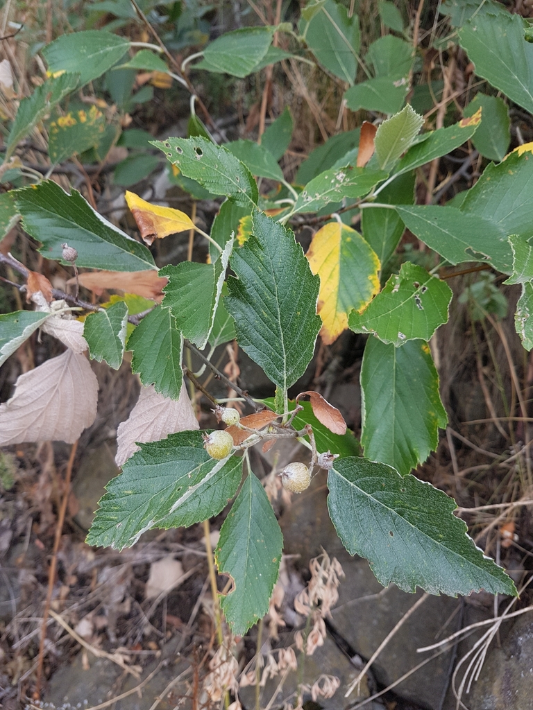 Karpatiosorbus bohemica