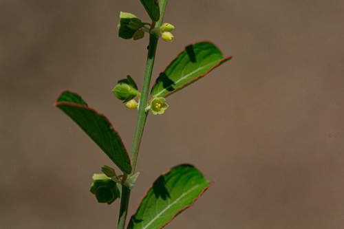 Nellica maderaspatensis image