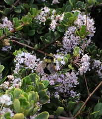 Bombus melanopygus